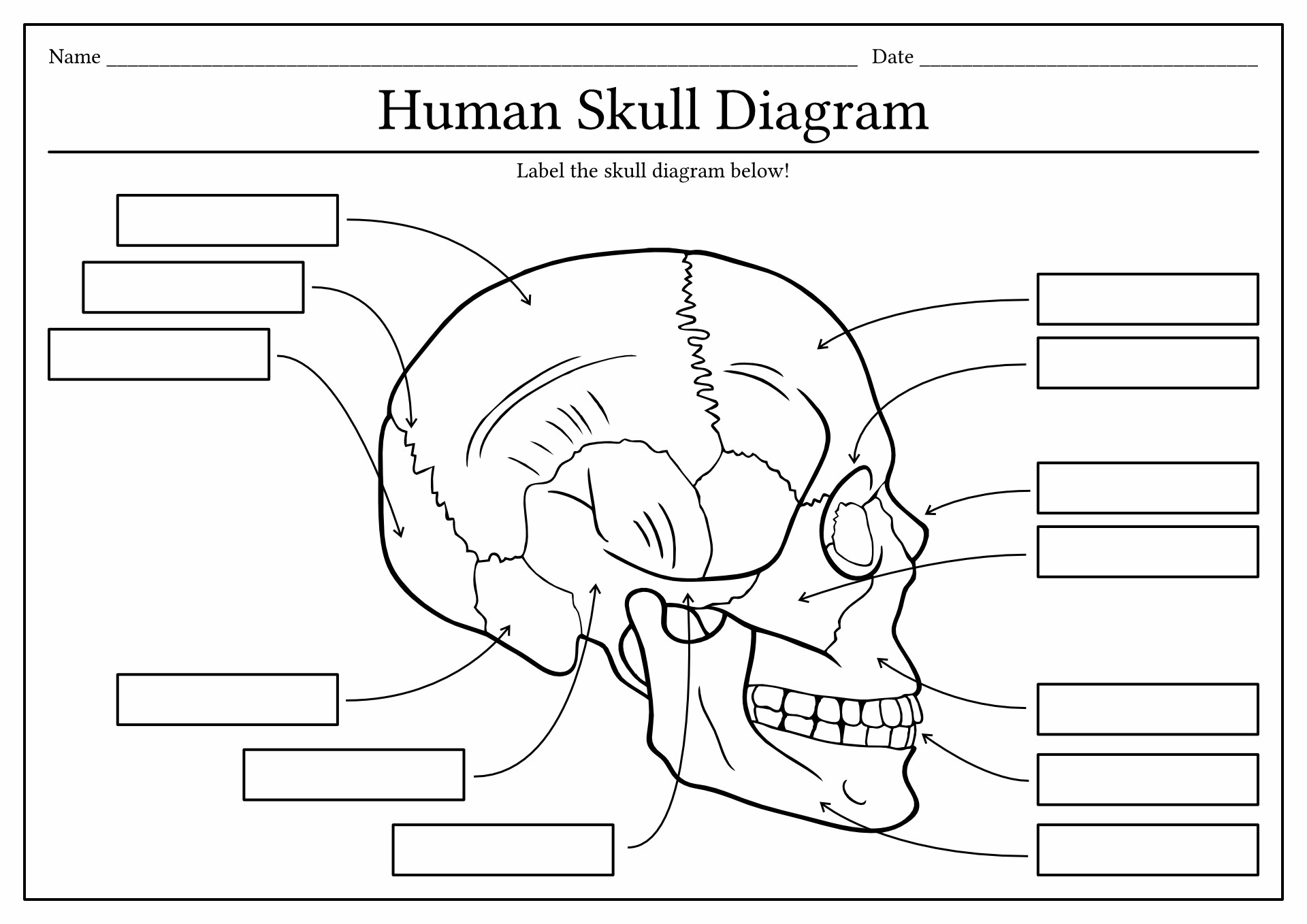 11 Human Skull Labeling Worksheet Free PDF At Worksheeto