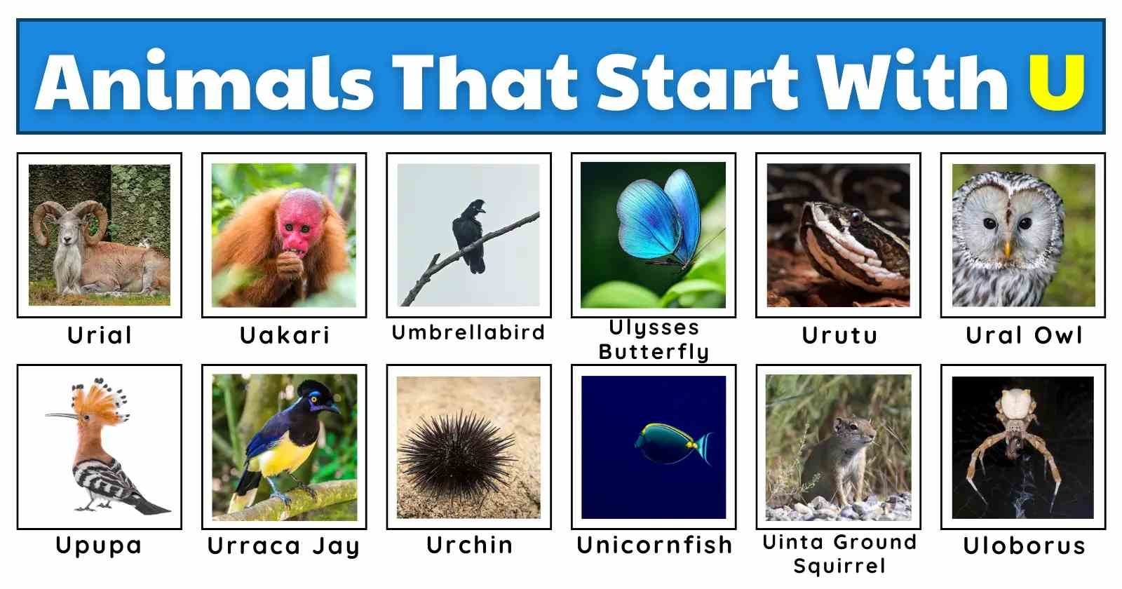 20 Animals That Start With U 