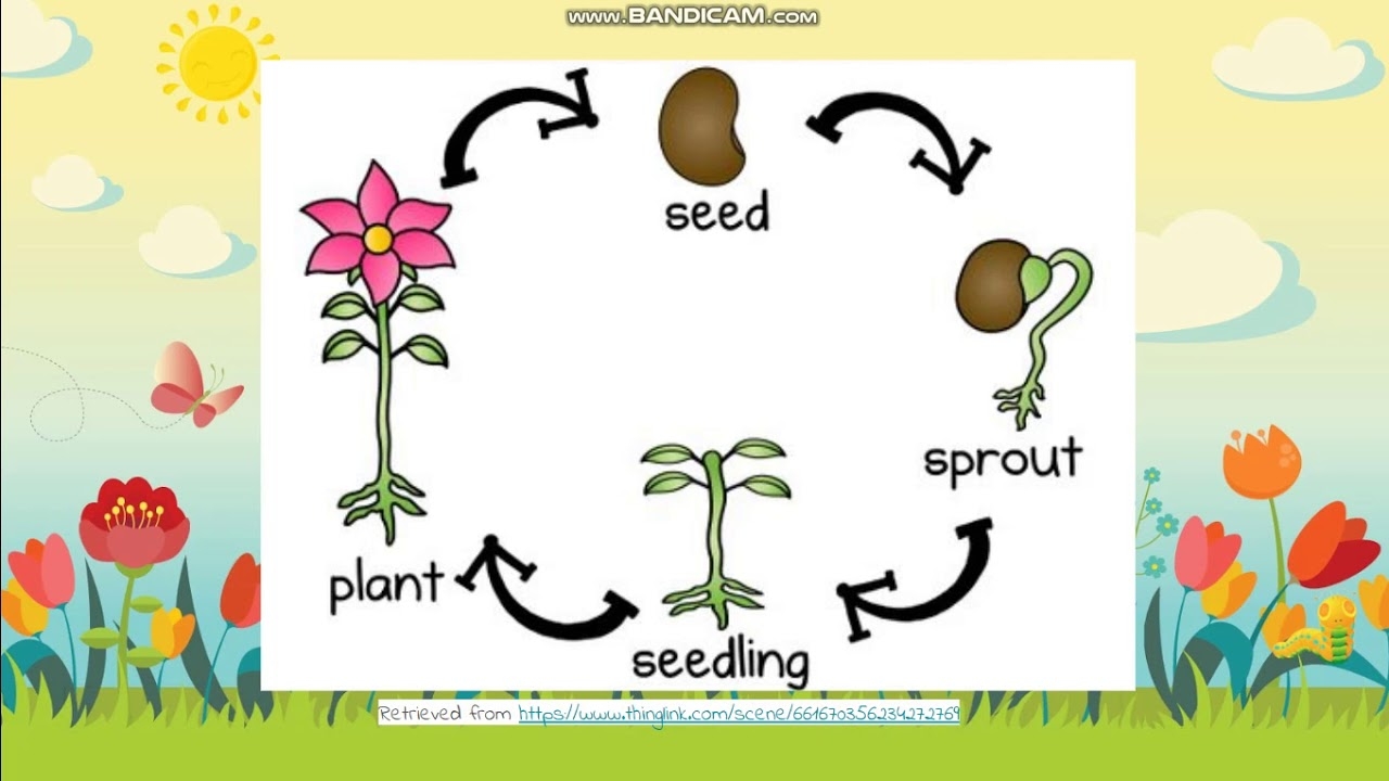 Plant Life Cycle Preschool