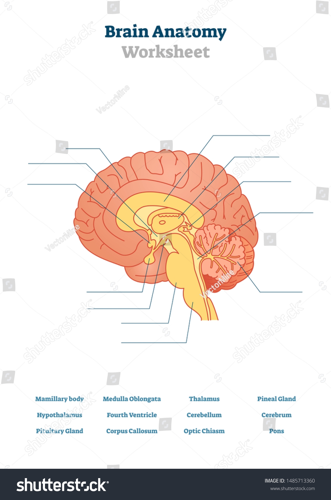 63 Brain Diagram Blank Labels Royalty Free Images Stock Photos Pictures Shutterstock 63 Brain Diagram Blank Labels Royalty Free Images Stock Photos Pictures Shutterstock