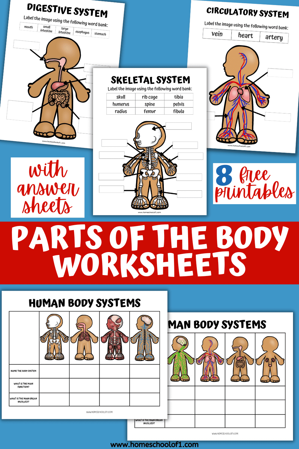 8 Human Body Systems Worksheets For Kids Homeschool Of 1 8 Human Body Systems Worksheets For Kids Homeschool Of 1