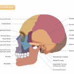 Anatomy Of The Skull Template MyDraw