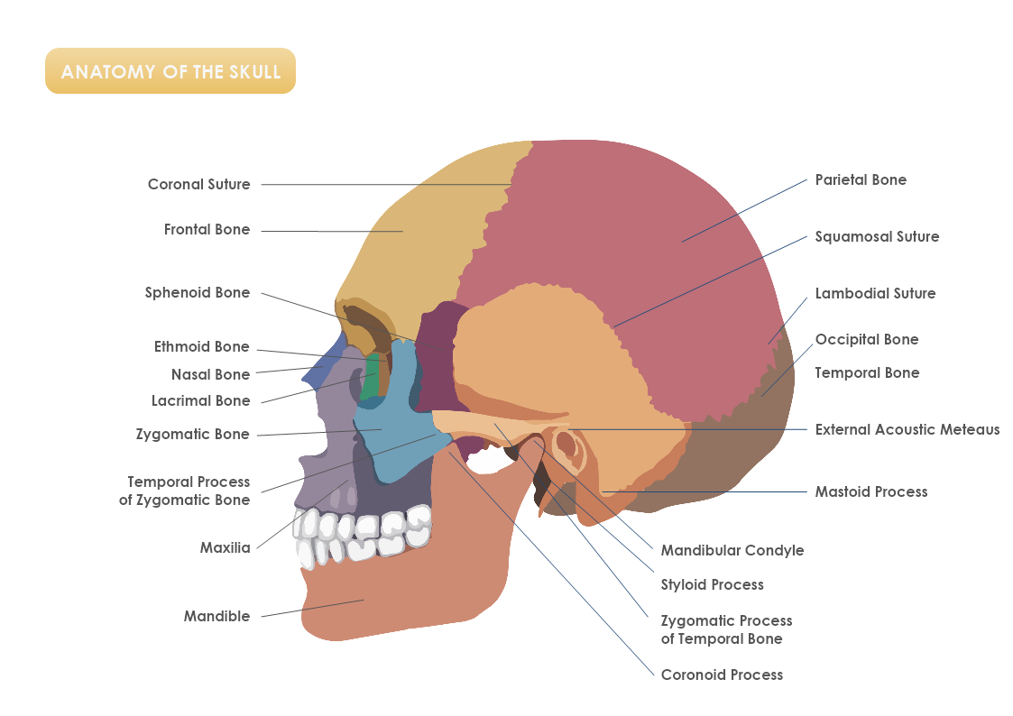 Printable Skull Labeling Worksheet