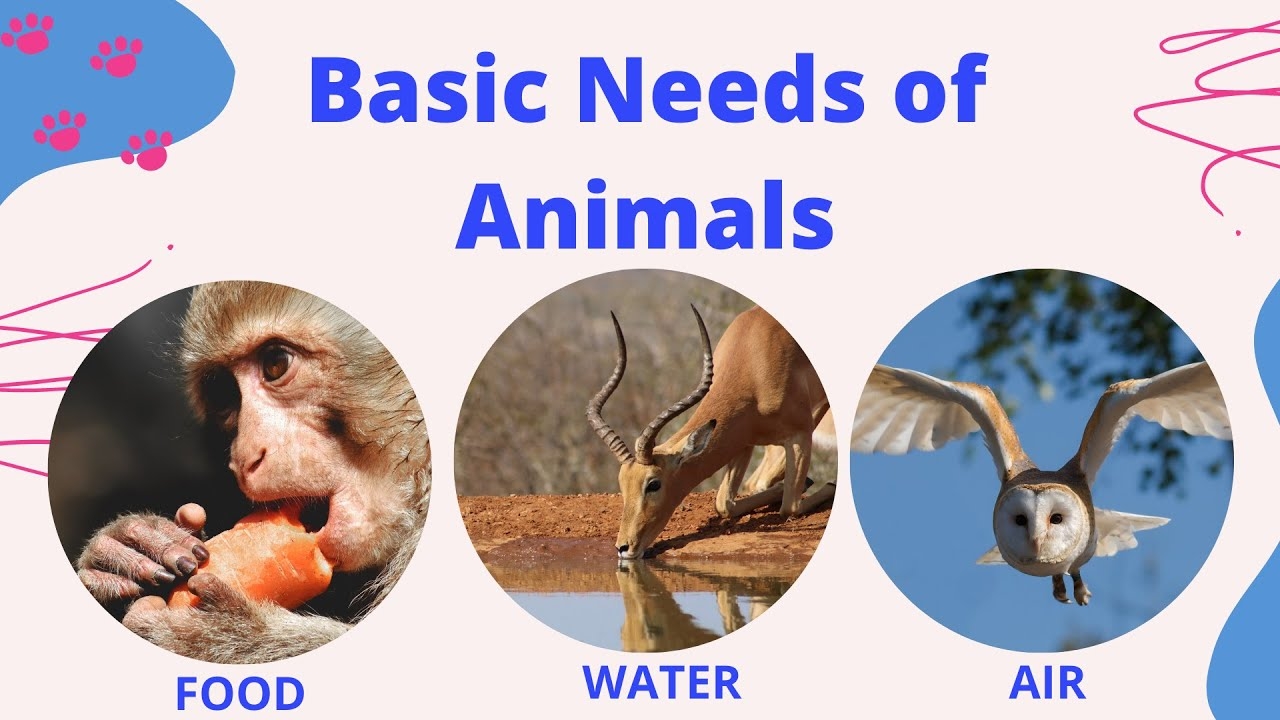 BASIC NEEDS OF ANIMALS Animal Needs 3 Basic Needs Of Animals To Survive YouTube BASIC NEEDS OF ANIMALS Animal Needs 3 Basic Needs Of Animals To Survive YouTube