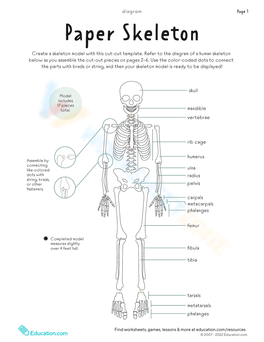 Bones Worksheets