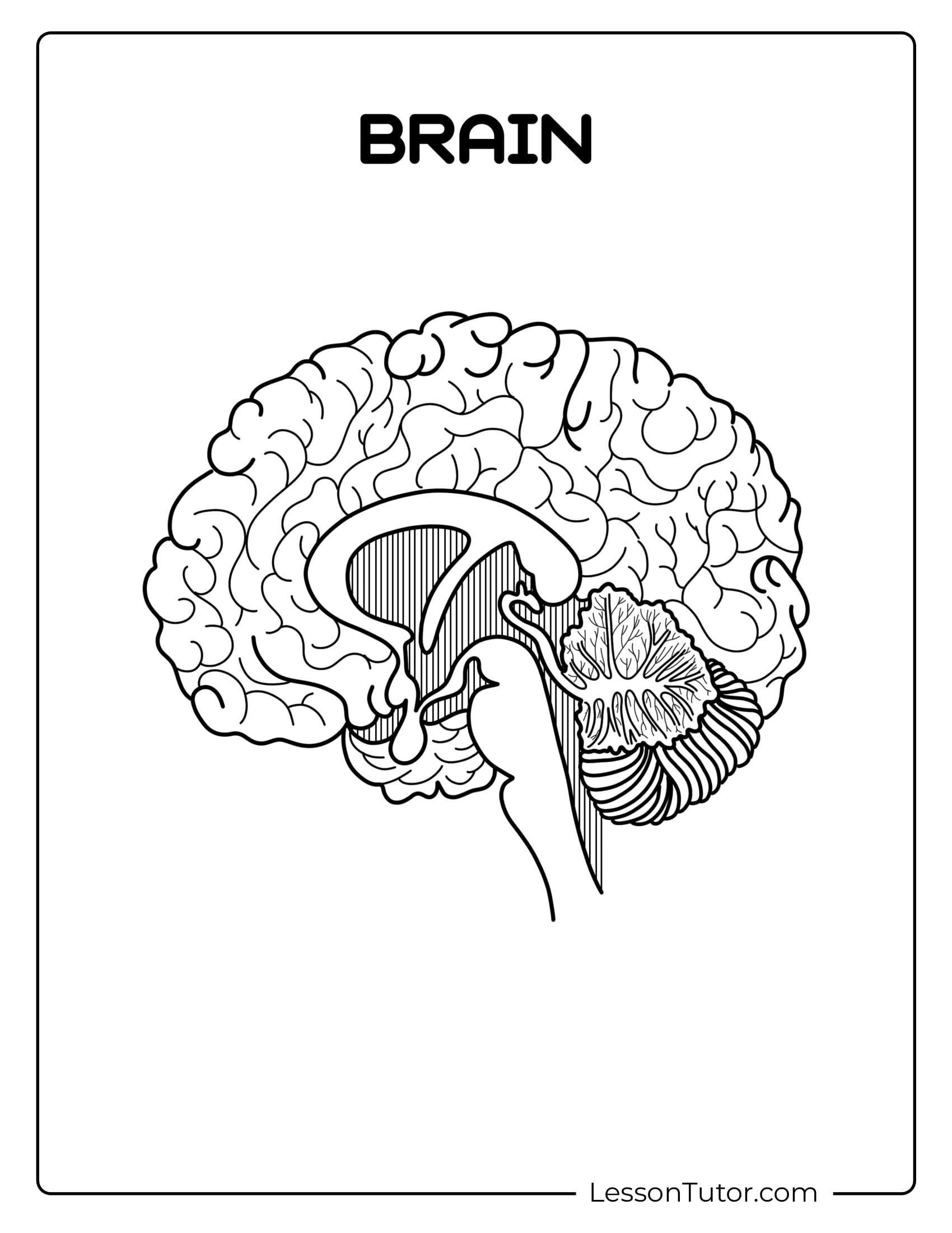 Brain Labeling Worksheets Lesson Tutor Brain Labeling Worksheets Lesson Tutor