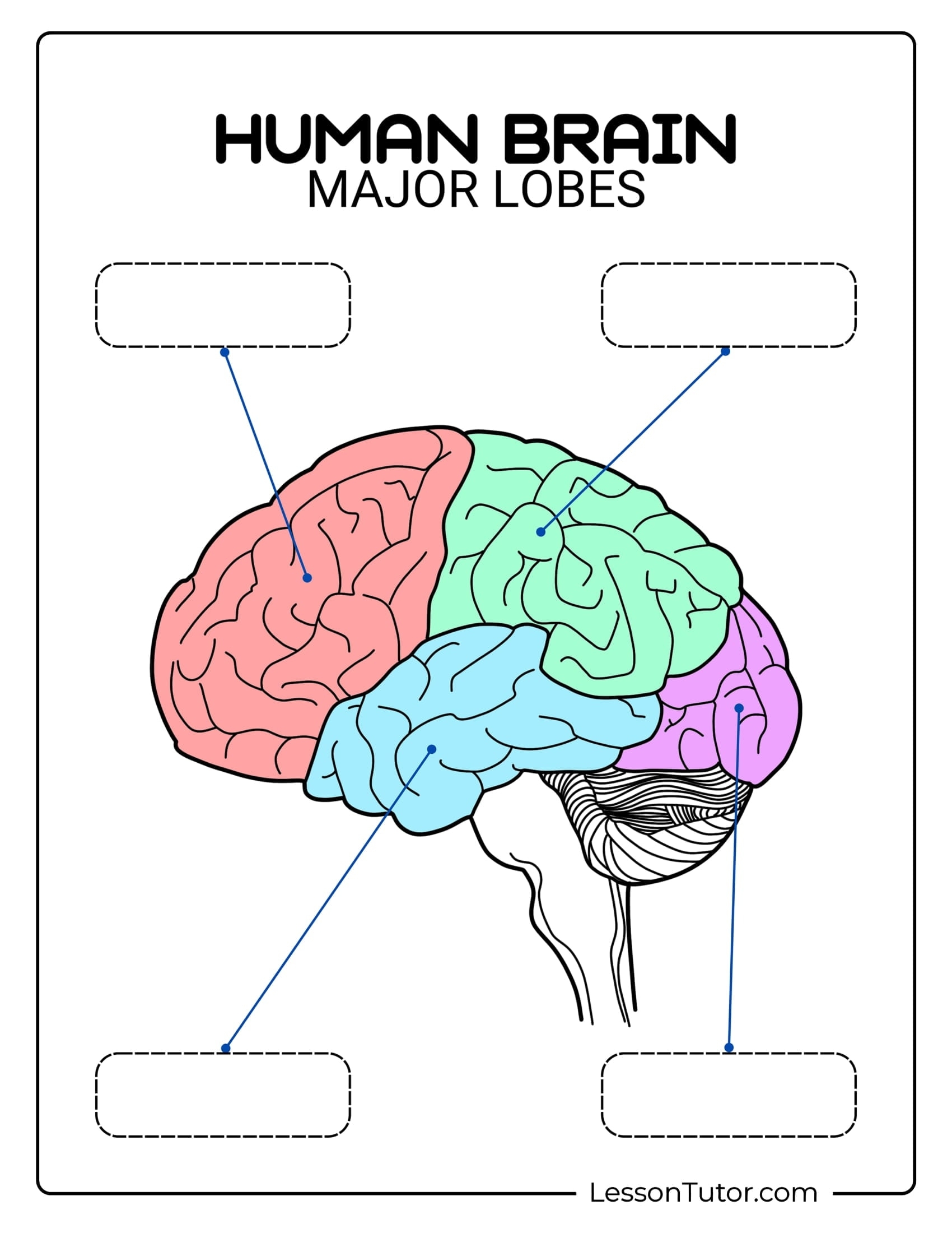 Brain Labeling Worksheets Lesson Tutor Brain Labeling Worksheets Lesson Tutor