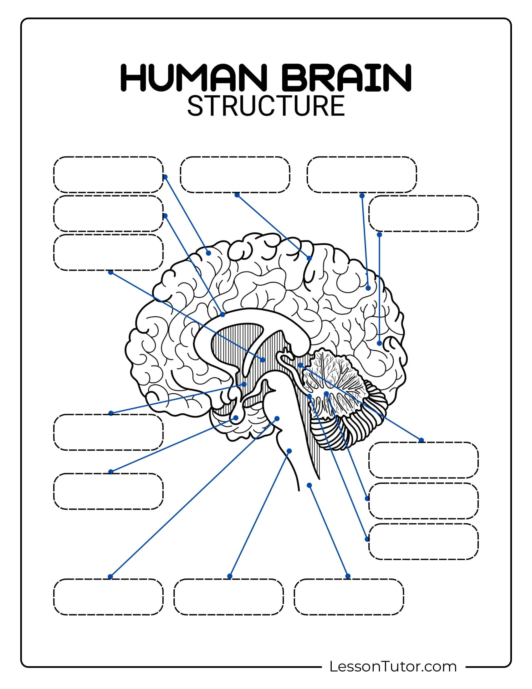 Printable Brain Labeling Worksheet