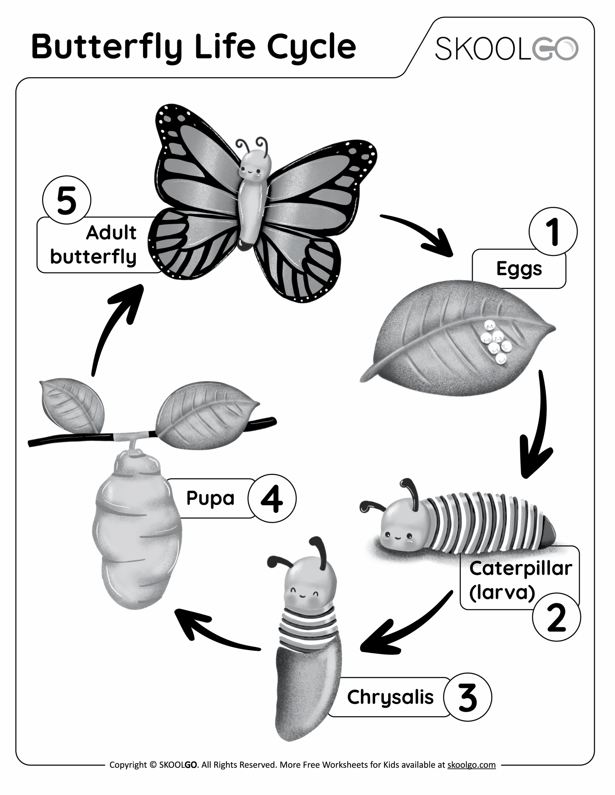 Butterfly Life Cycle Free Worksheet SKOOLGO Butterfly Life Cycle Free Worksheet SKOOLGO