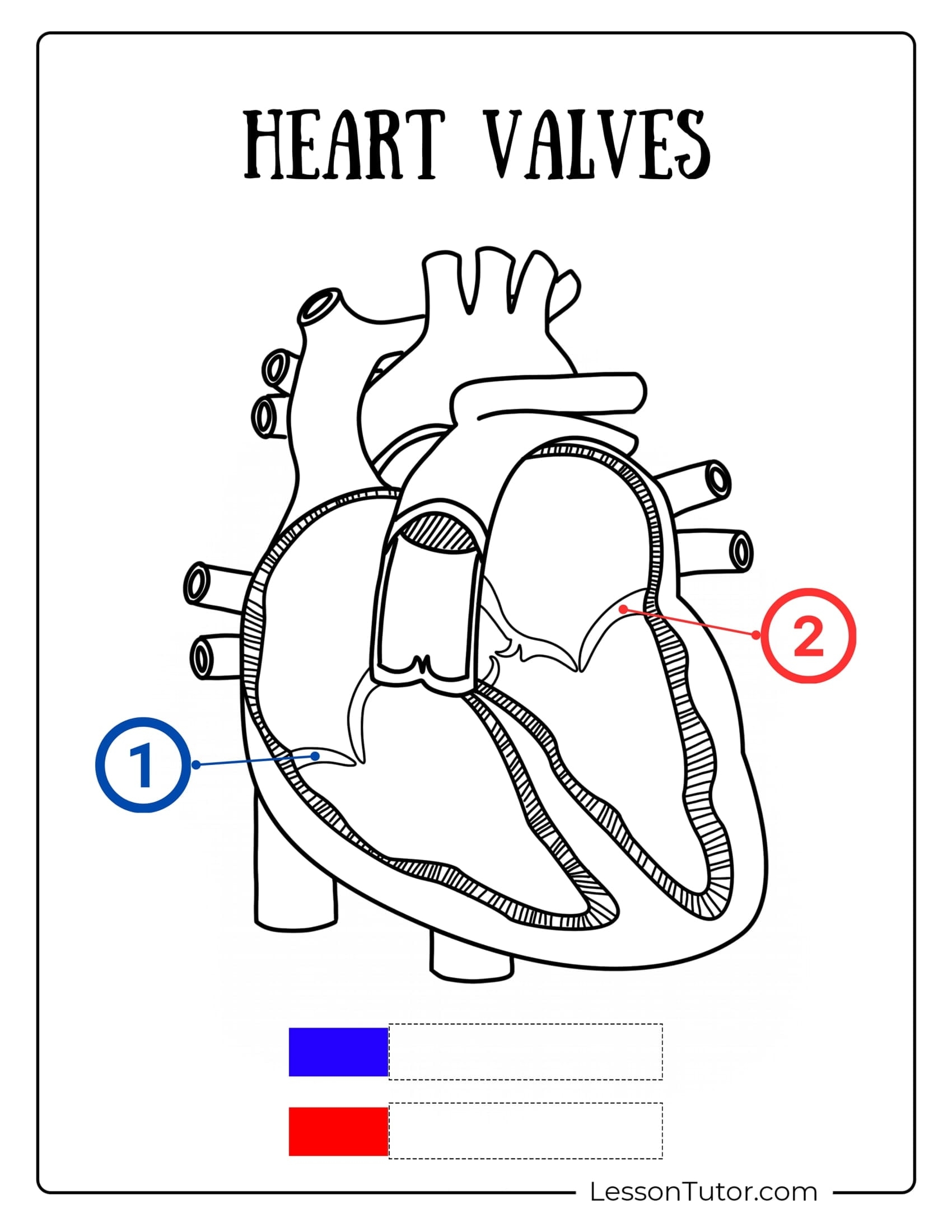 Circulatory System Worksheets Free Coloring Pages PDF Printables And Worksheets Lesson Tutor