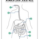 Digestive System Worksheets Lesson Tutor