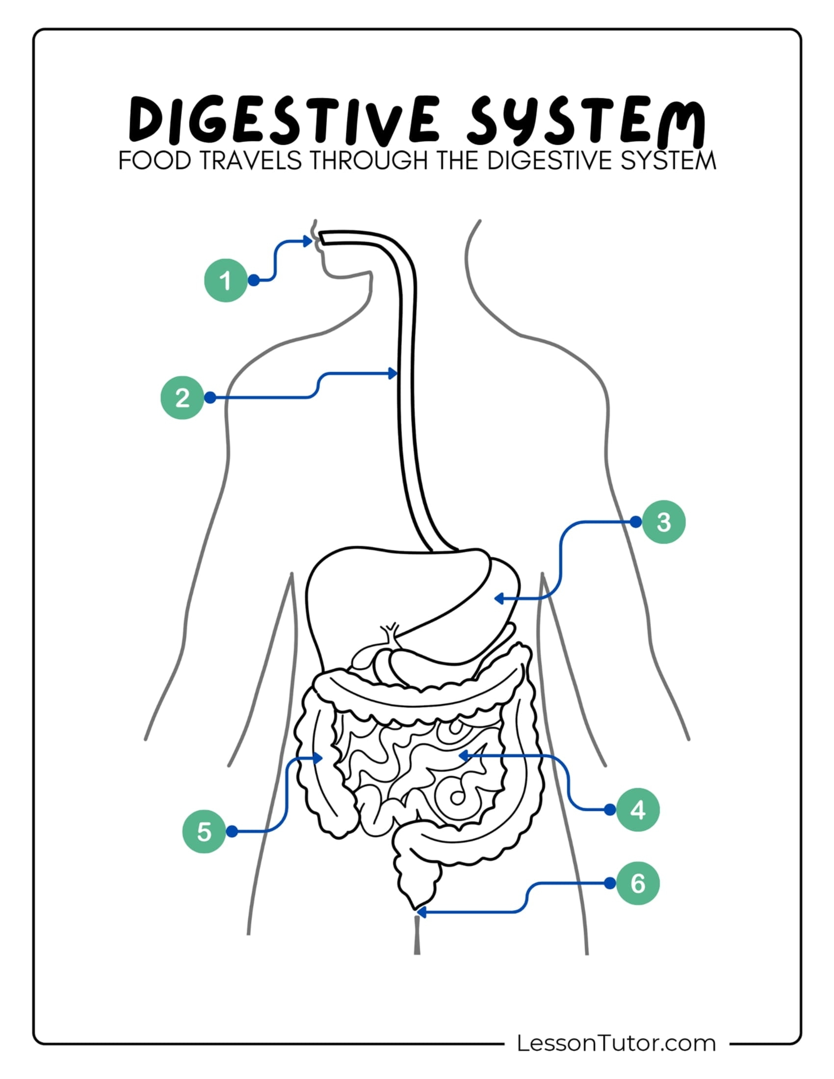 Printable Digestive System Worksheet