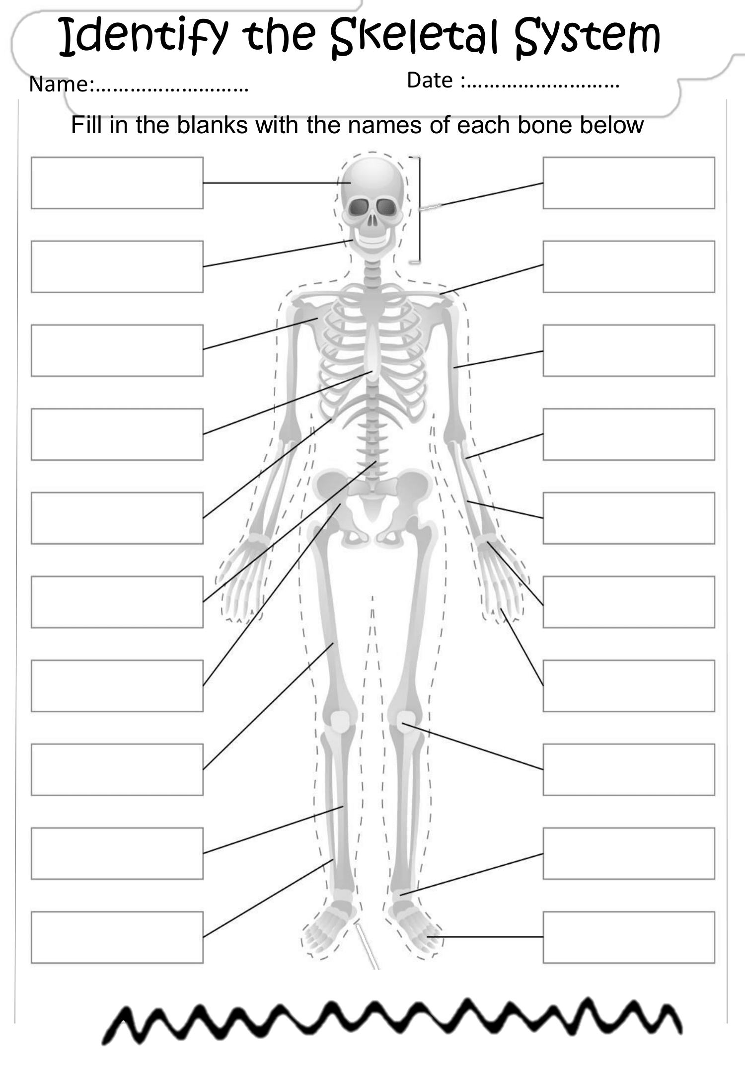 Discovering The Skeletal System A Hands On Learning Template Made By Teachers
