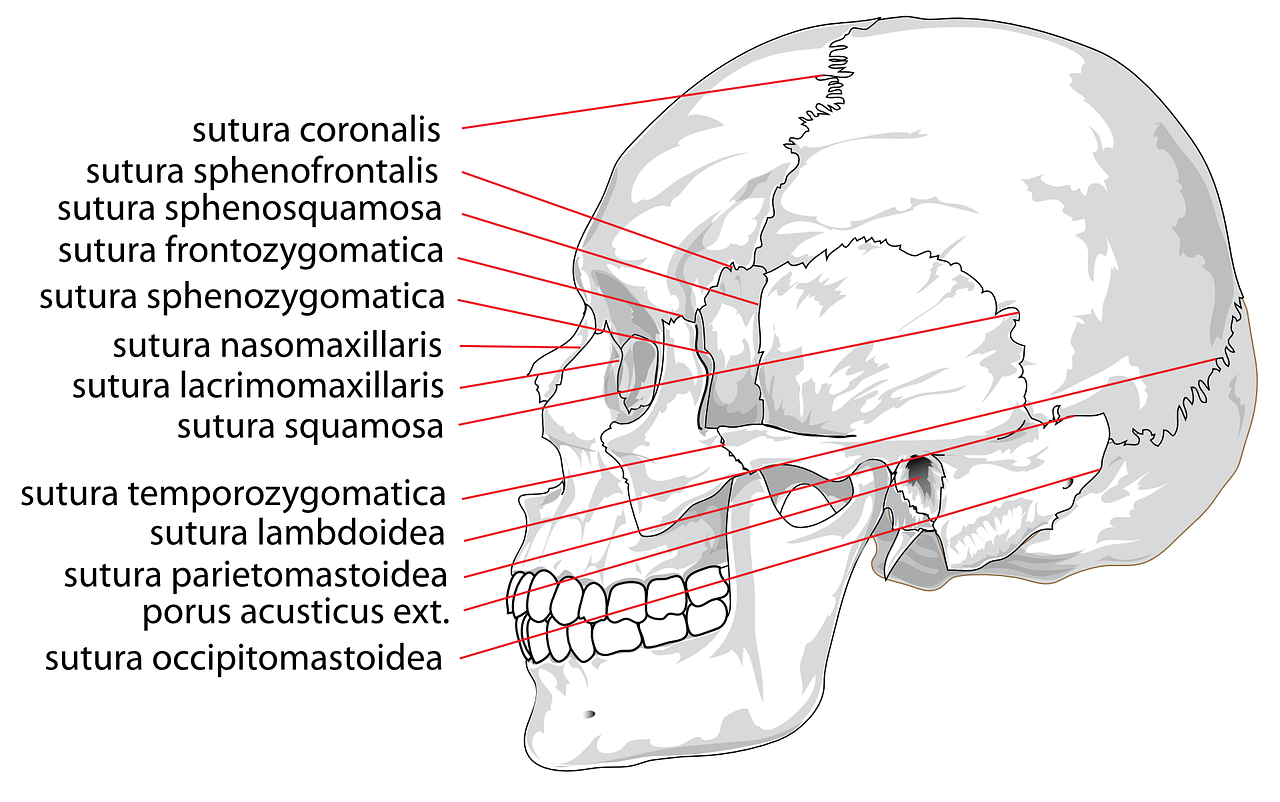 printable skull labeling worksheet