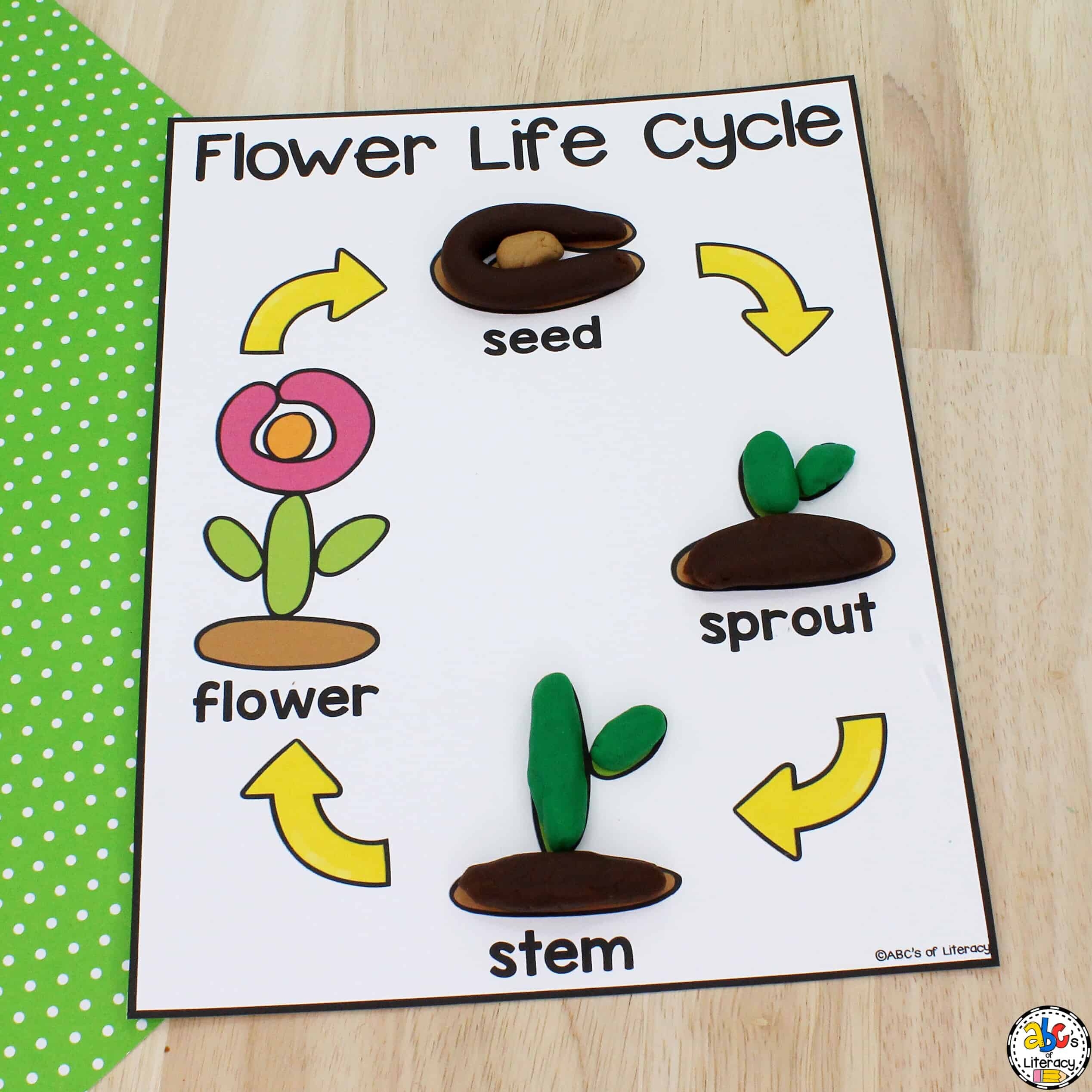 Flower Life Cycle Play Dough Mat For Sensory Play Flower Life Cycle Play Dough Mat For Sensory Play