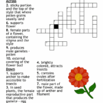 Flower Parts Crossword WordMint