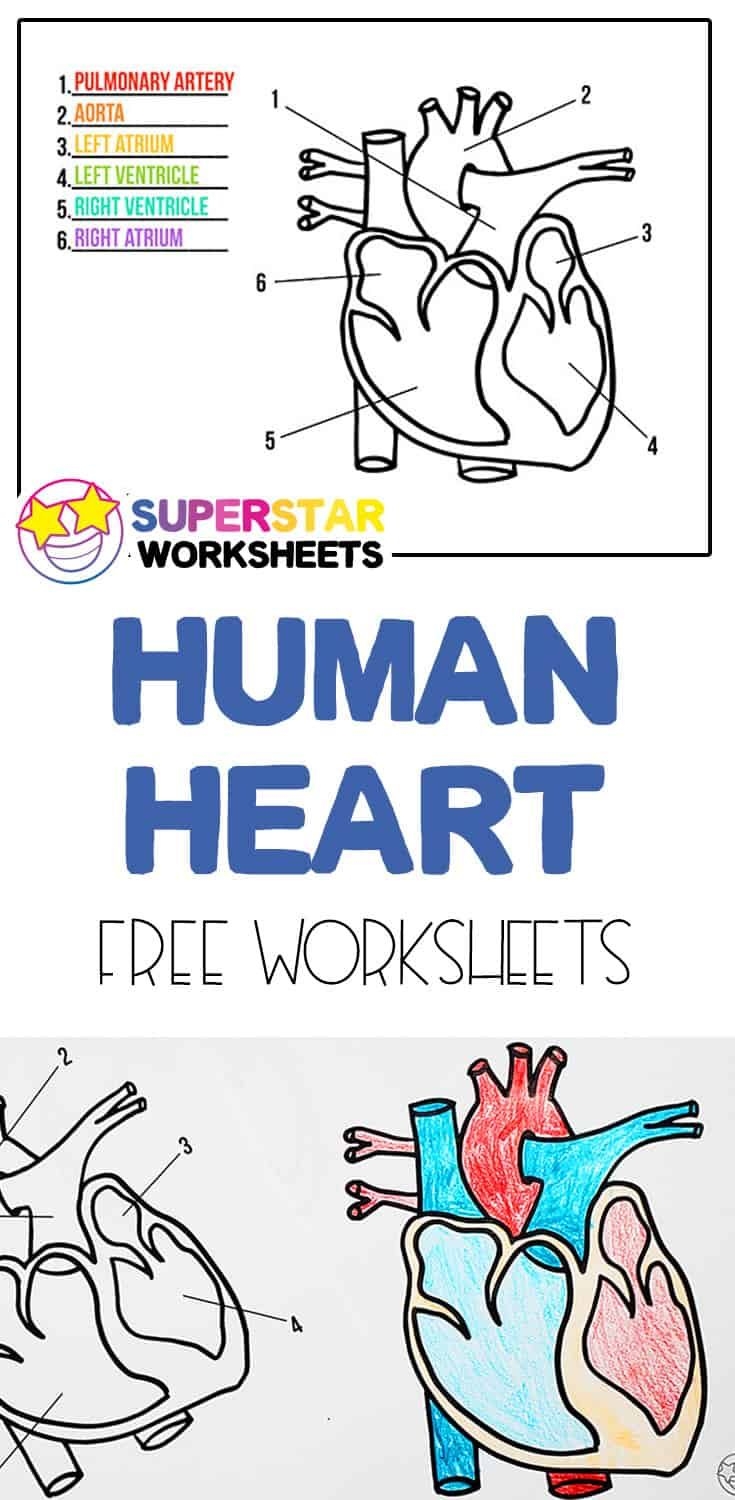 Free Heart Worksheets