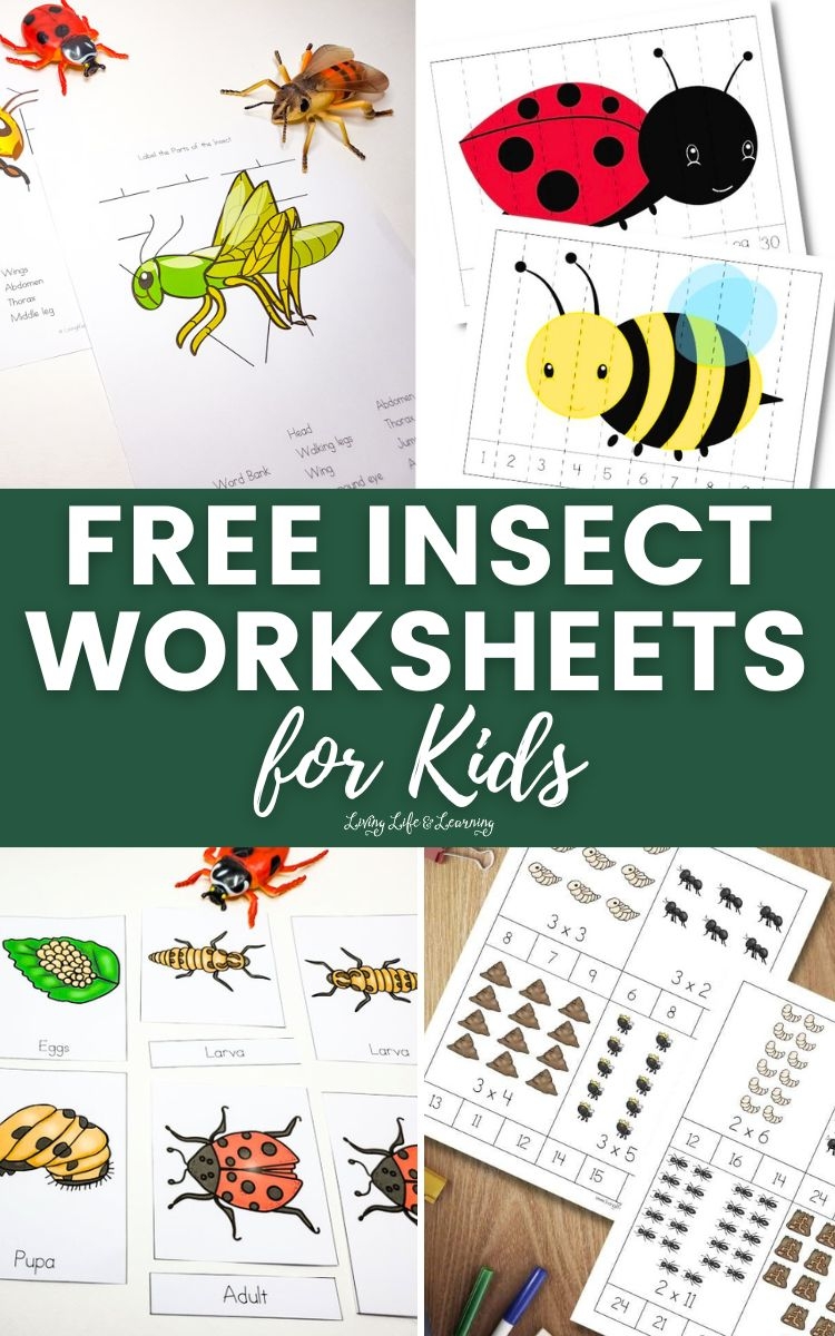 Free Insect Worksheets For Kids Free Insect Worksheets For Kids