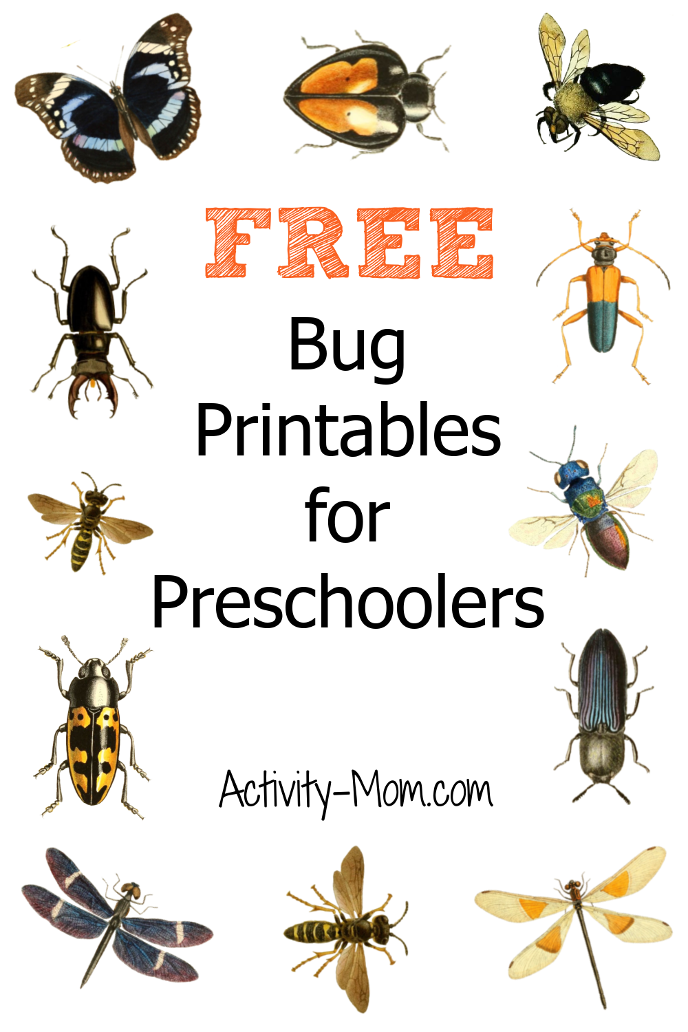 free printable insect worksheets for preschoolers free printable insect worksheets for preschoolers