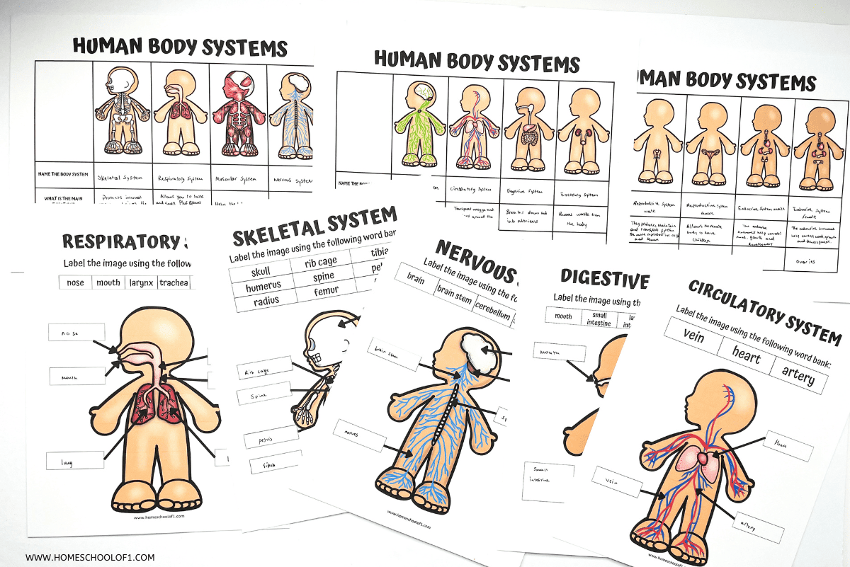 Free Printable Human Body Systems Worksheets For Kids Free Printable Human Body Systems Worksheets For Kids