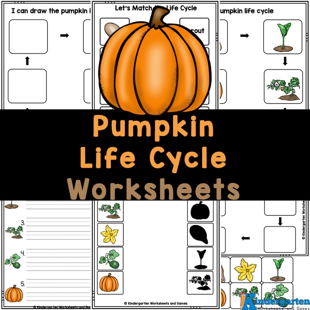free printable pumpkin life cycle worksheet