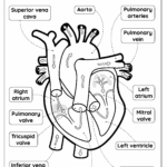 Heart Anatomy Free Worksheet For Kids SKOOLGO