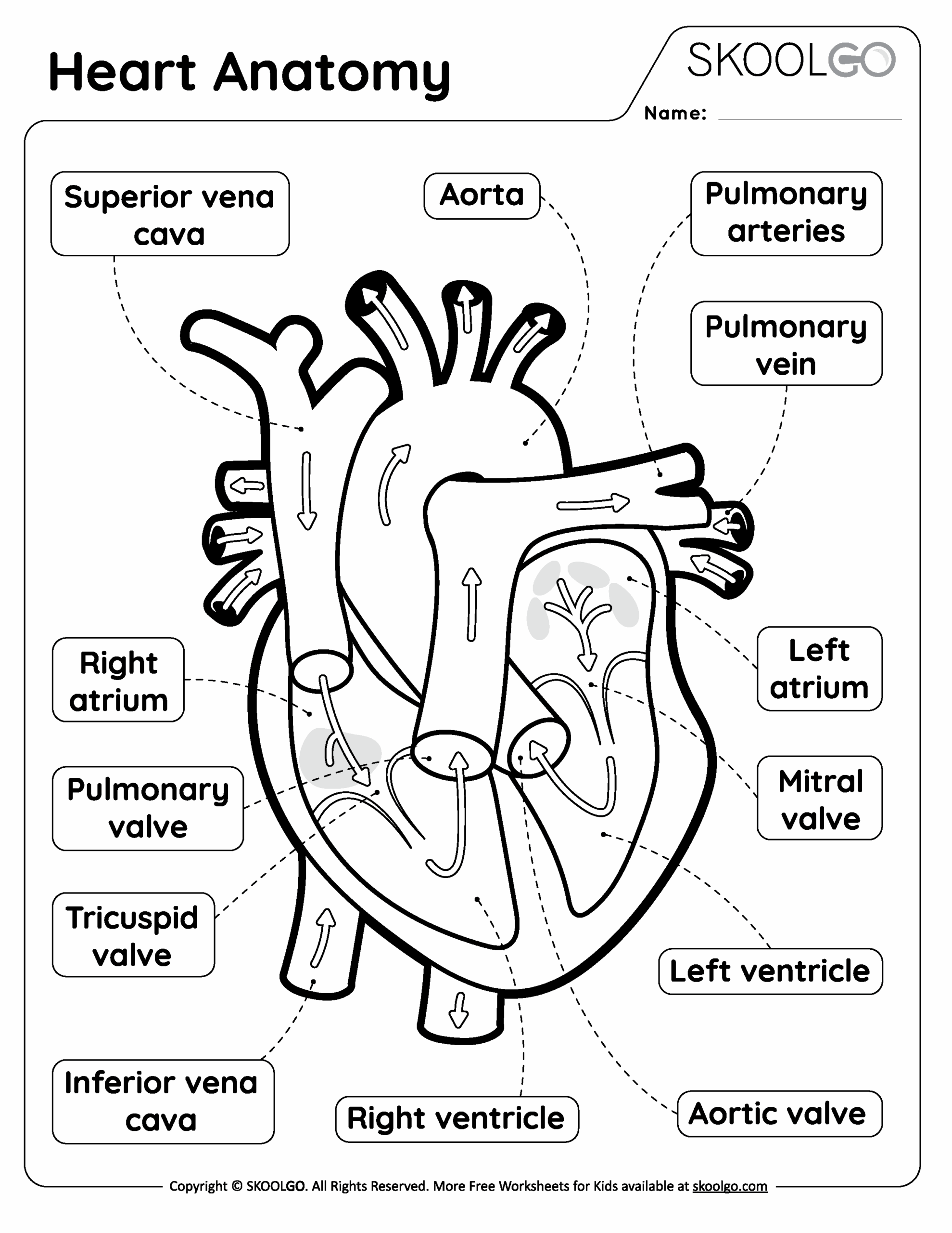 Free Printable Human Heart Worksheets