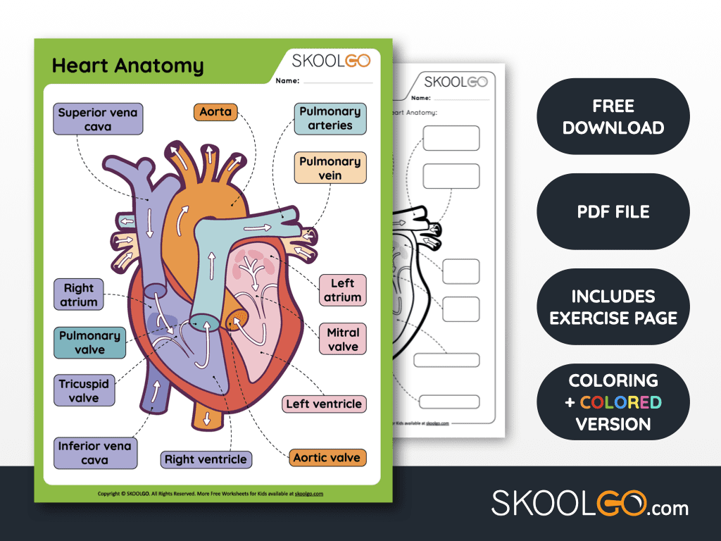 Heart Anatomy Free Worksheet For Kids SKOOLGO