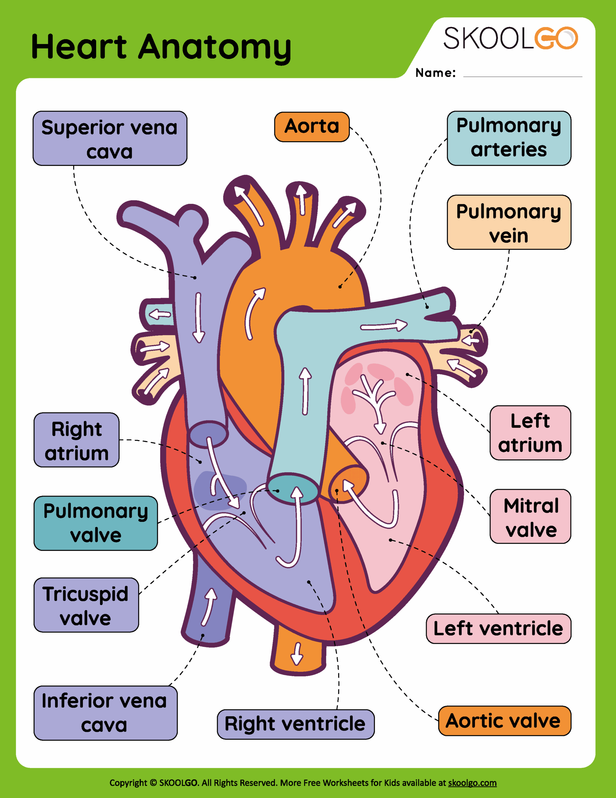 Heart Anatomy Free Worksheet For Kids SKOOLGO