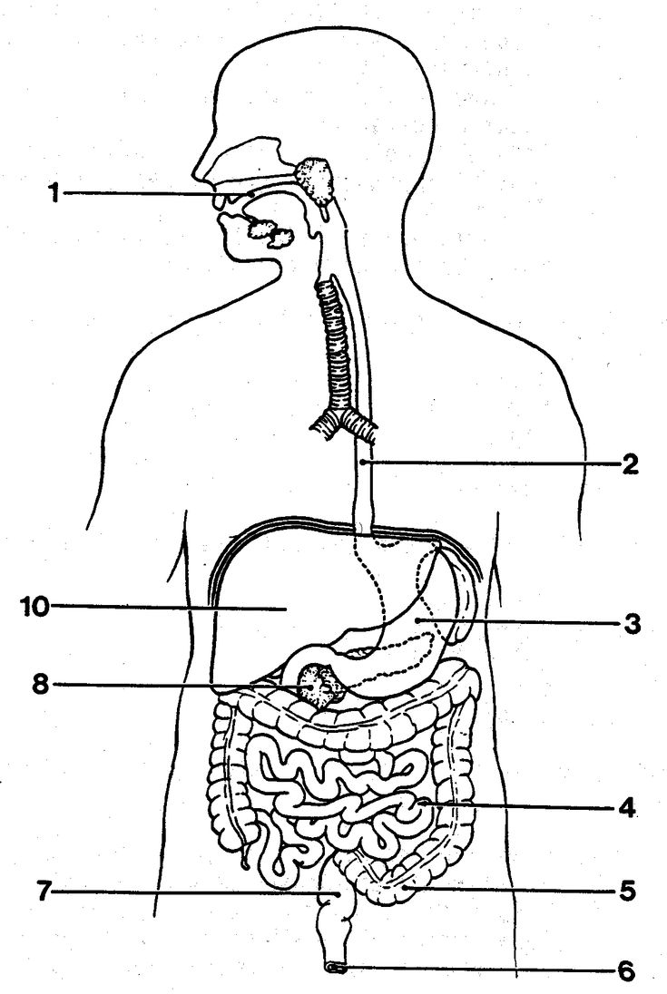 Http anatomybodyblog images 3102 blank digestive system diagram gif