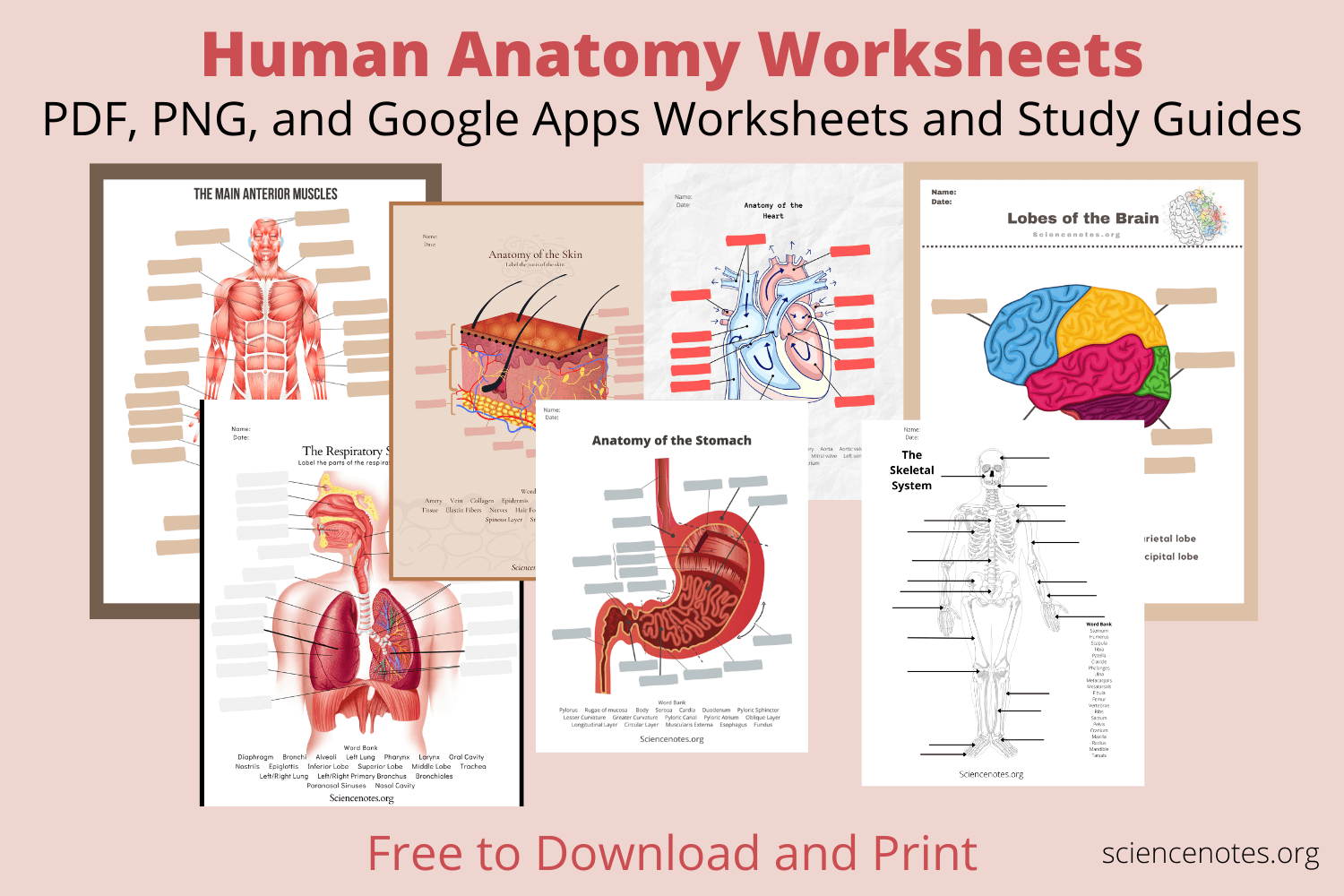 Human Anatomy Worksheets And Study Guides Human Anatomy Worksheets And Study Guides