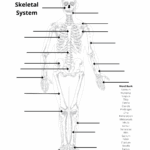 Human Anatomy Worksheets And Study Guides