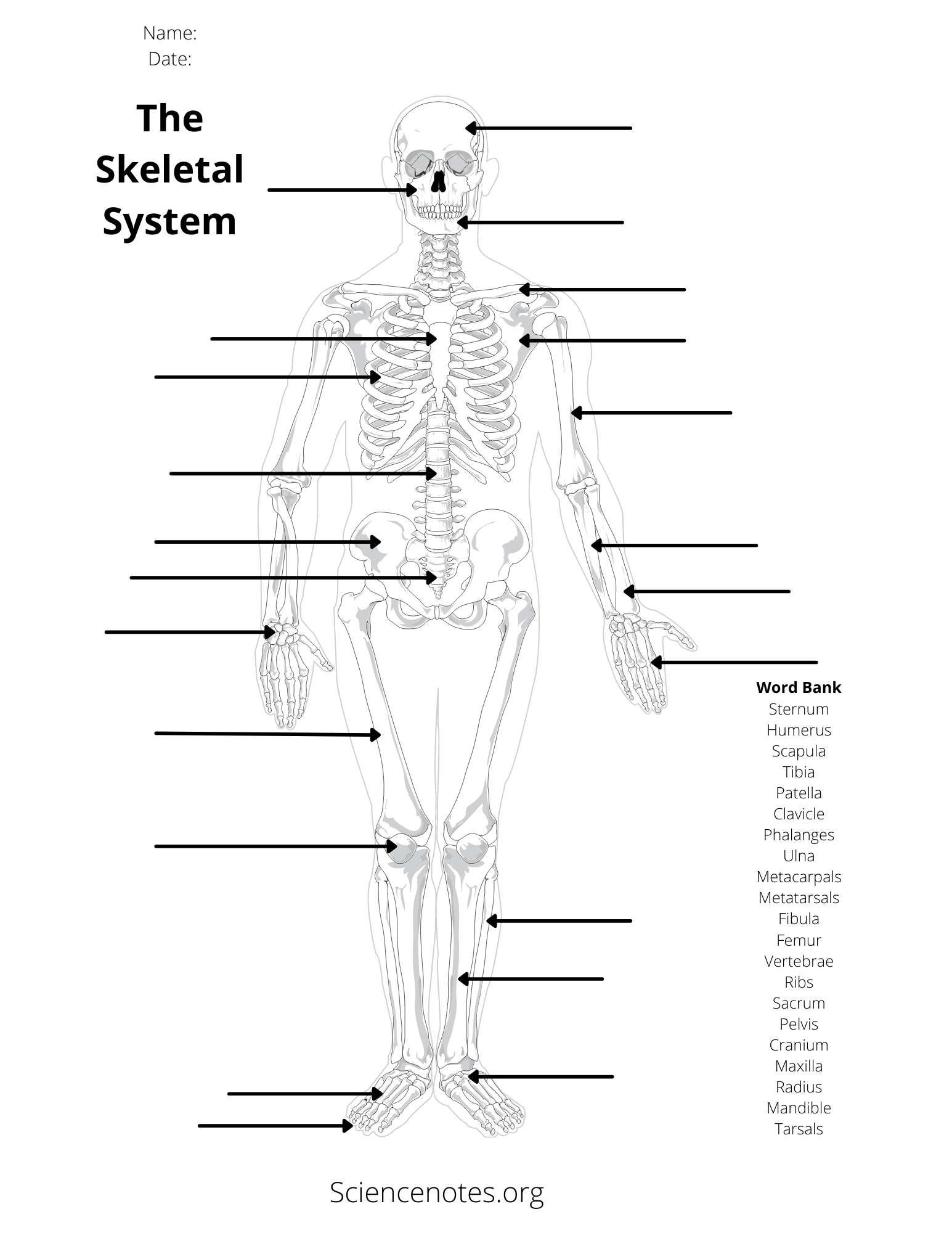 Free Printable Anatomy Worksheets Pdf