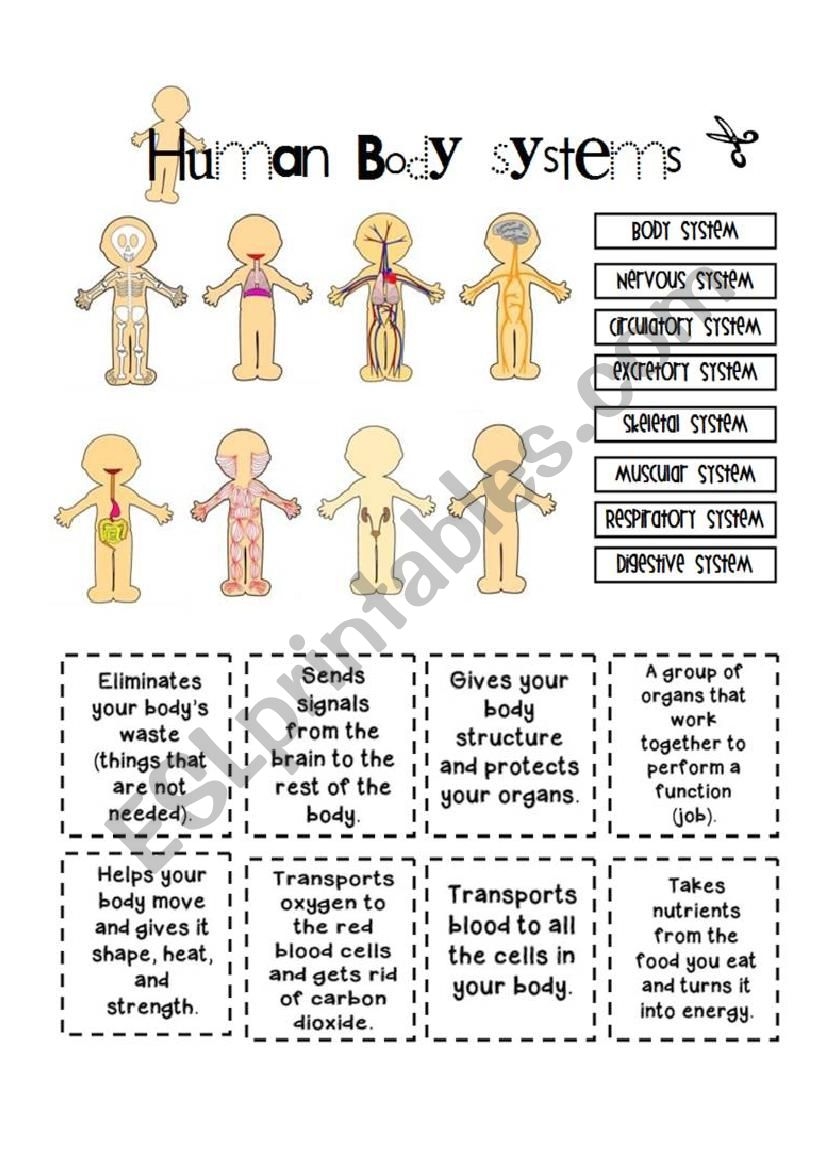 Human Body Systems ESL Worksheet By Yenn Worksheets Library Human Body Systems ESL Worksheet By Yenn Worksheets Library