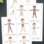 Human Body Systems Worksheets For Kids An Overview