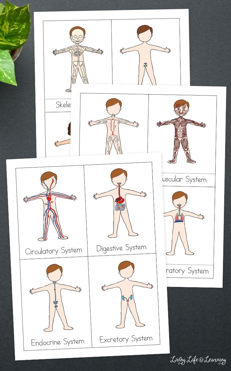 Free Printable Human Body Systems Worksheets