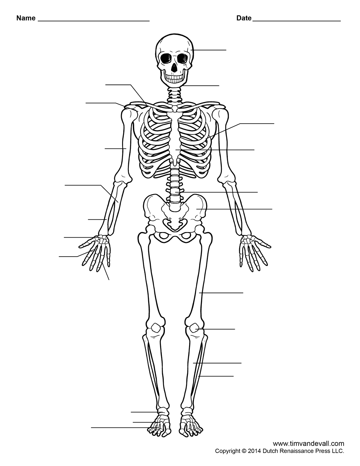 Human skeleton anatomy Tim s Printables Human skeleton anatomy Tim s Printables