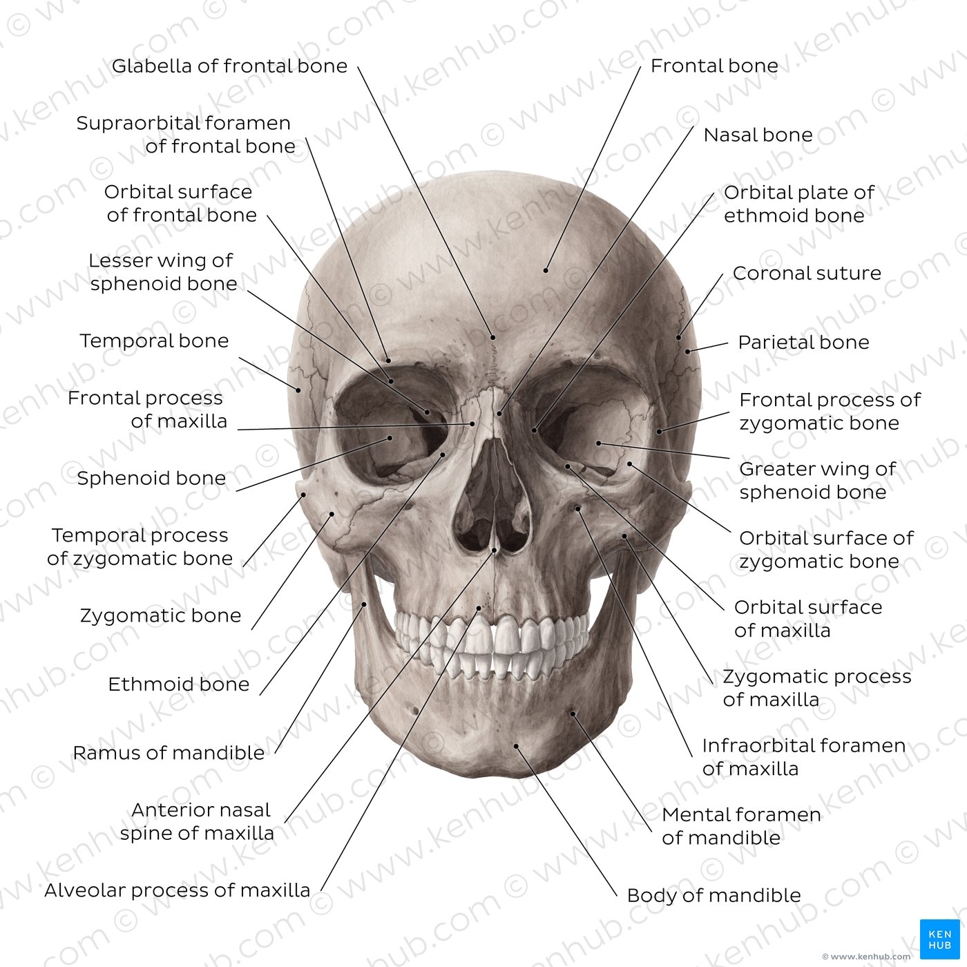 Learn Skull Anatomy With Skull Bone Quizzes And Diagrams Kenhub