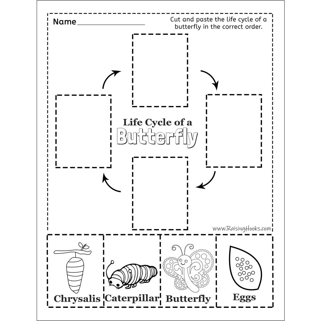Printable Butterfly Cycle Worksheet