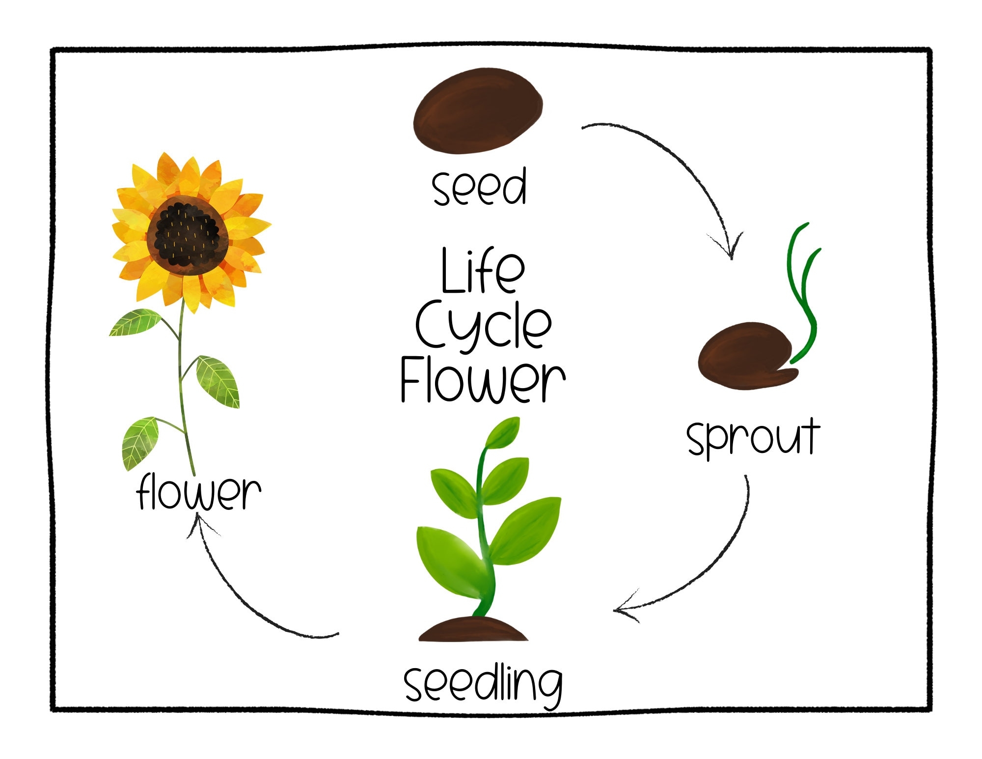 Life Cycle Of A Flower Preschool Curriculum Preschool Printable Educational Posters Preschool Learning Learning About Plant Montessori Etsy Life Cycle Of A Flower Preschool Curriculum Preschool Printable Educational Posters Preschool Learning Learning About Plant Montessori Etsy