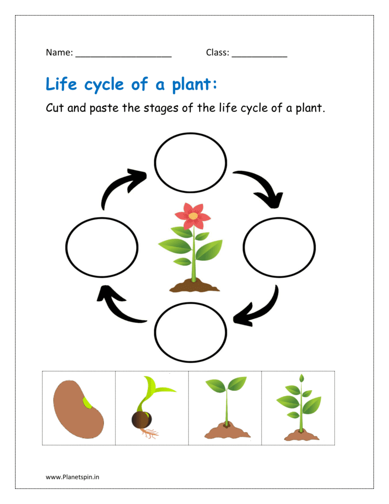 plant life cycle preschool plant life cycle preschool