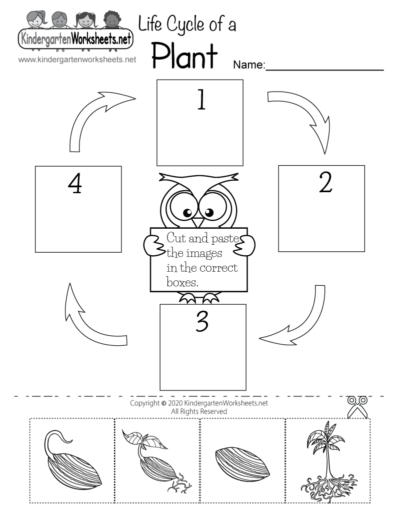 Life Cycle Of A Plant Worksheet Free Printable Digital PDF Life Cycle Of A Plant Worksheet Free Printable Digital PDF