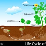 Life Cycle Of Plants KidsPressMagazine