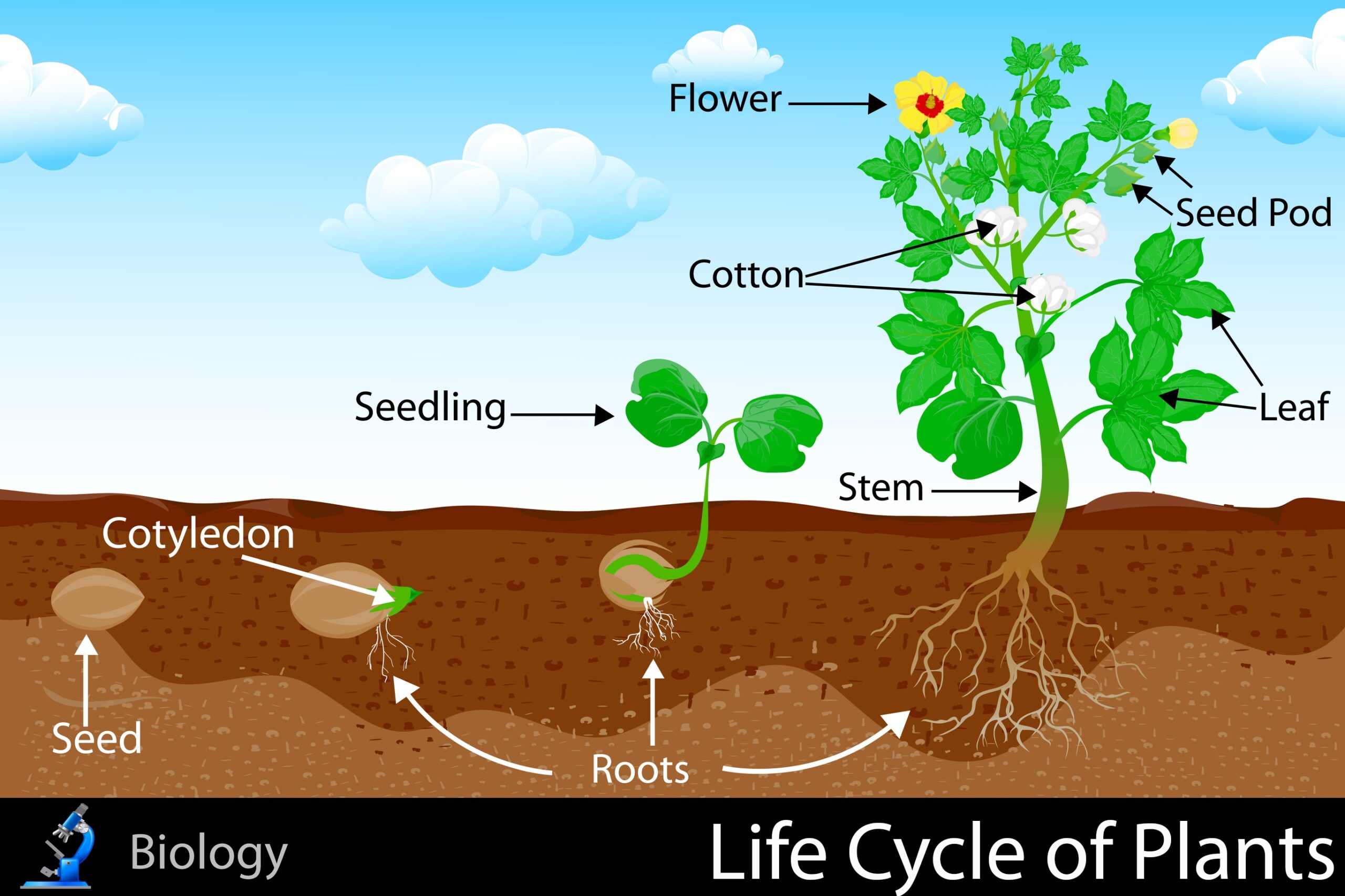 The Life Cycle Of A Plant