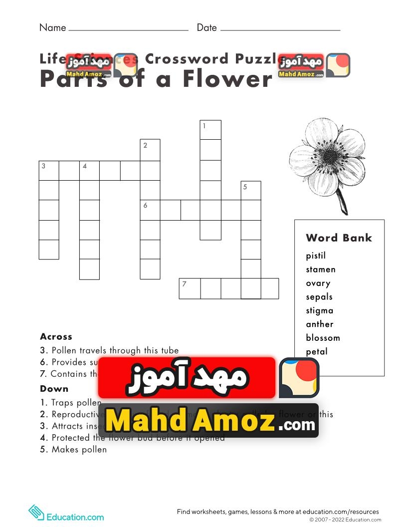 flower parts crossword
