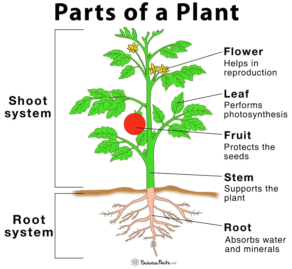 Parts Of A Plant Labelled