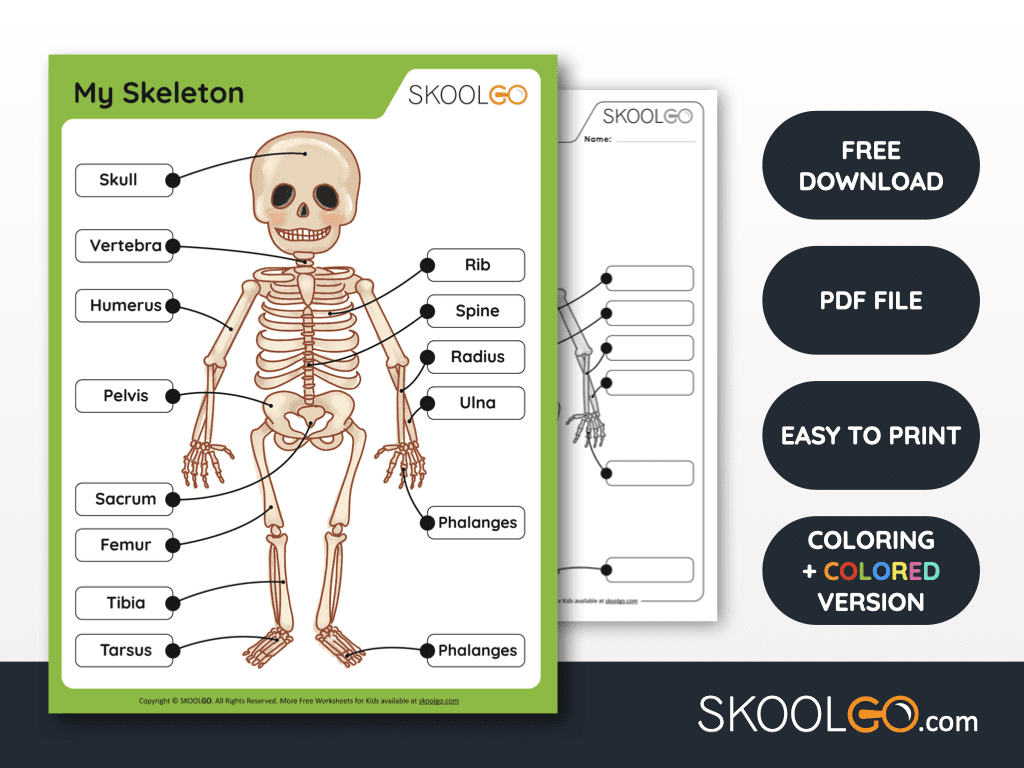 printable skeleton labeling worksheet printable skeleton labeling worksheet