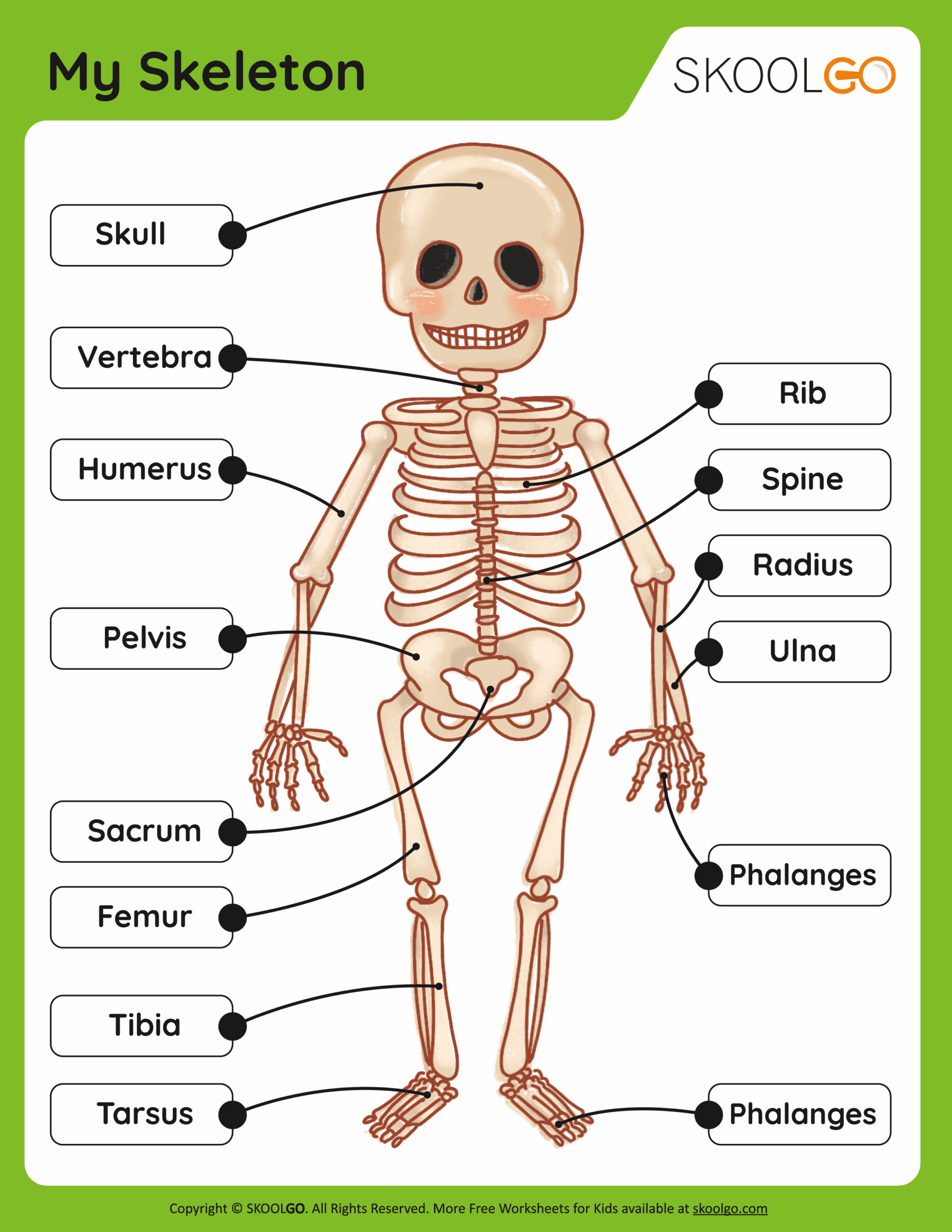 My Skeleton Free Worksheet SKOOLGO