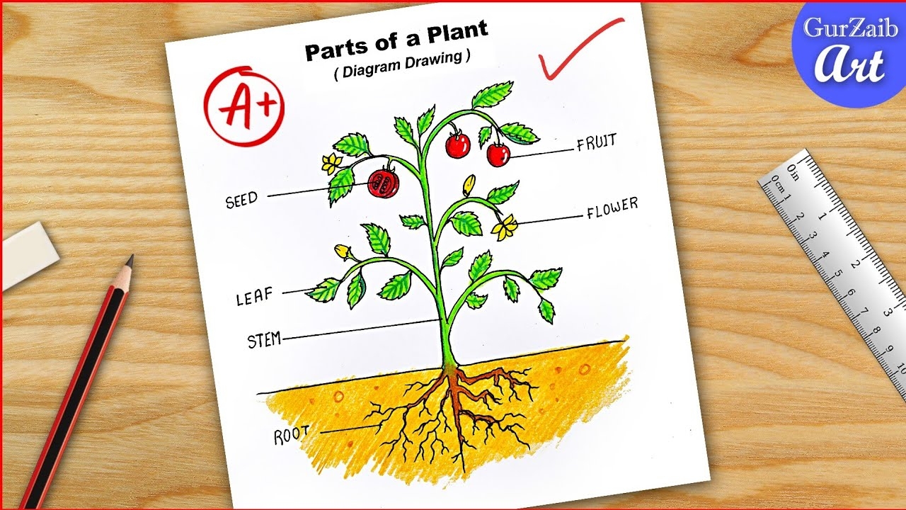 Parts Of A Plant Diagram Draw Labelled Diagram Of Parts Of Plant Step By Step CBSE YouTube