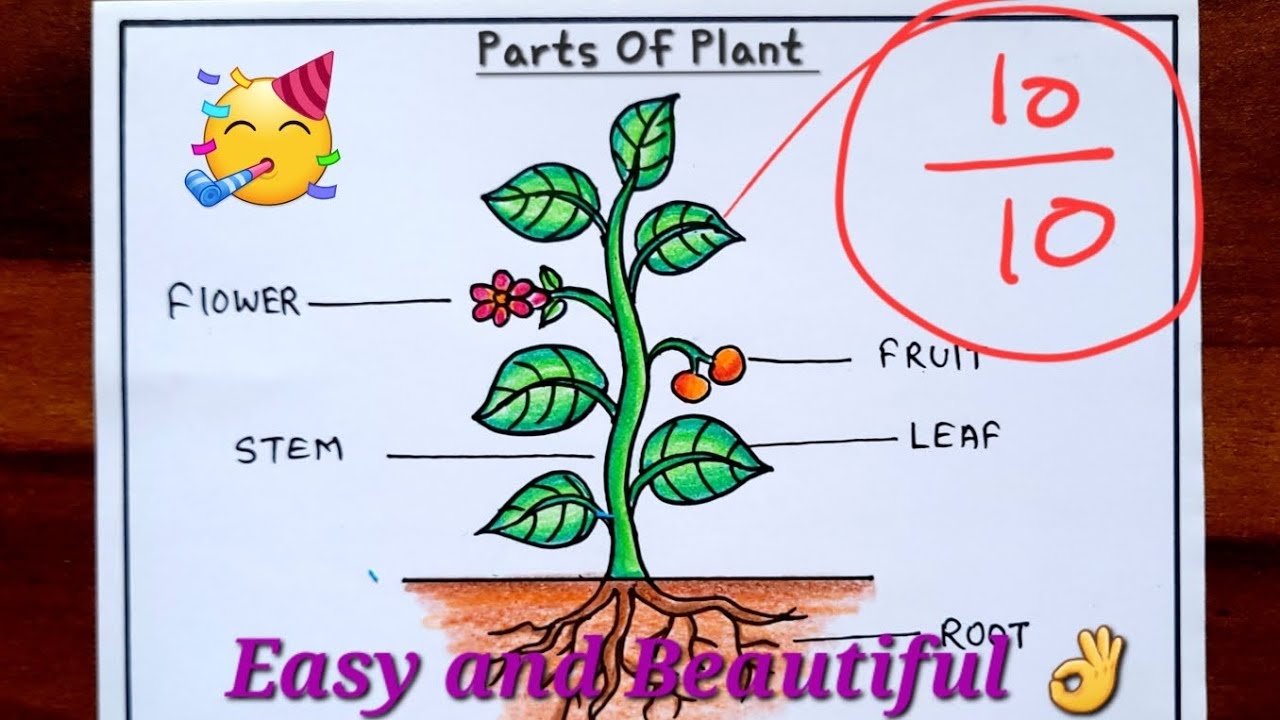 Parts Of Plant Drawing How To Draw Parts Of Plant Easy Science Activity Drawing EVS YouTube
